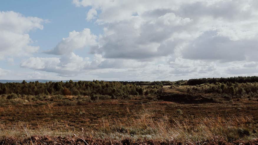 Take an elevation-free walk through Lough Boora Discovery Park.